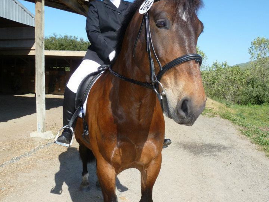 Waldo's Emergency Veterinary Care Indiegogo