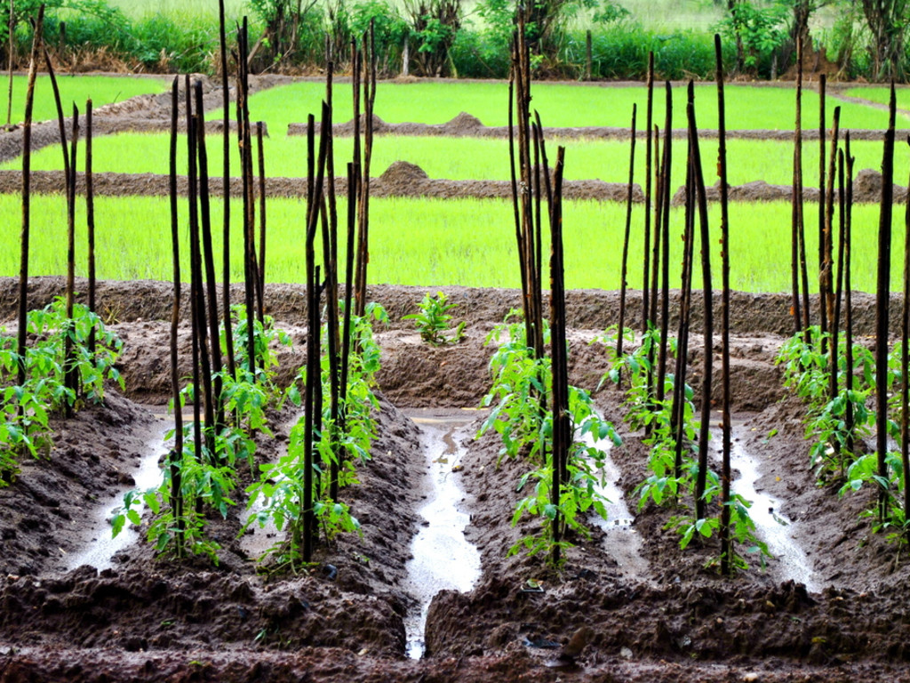 sample research paper on urban gardening in the philippines