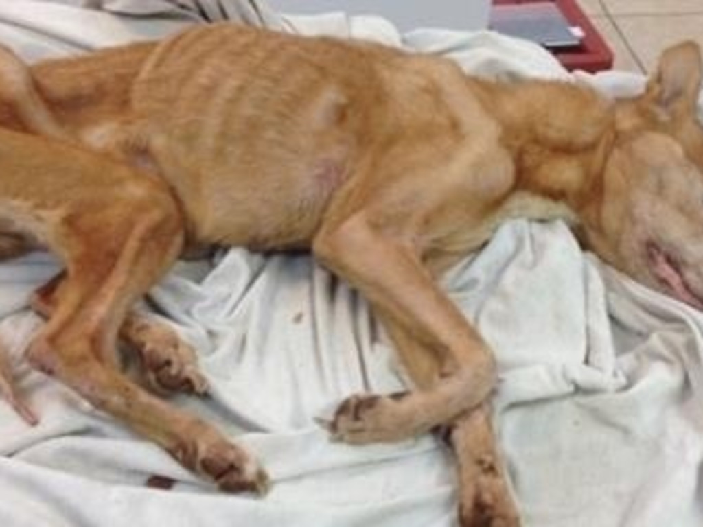 Dog suffers and dies painful death due to neglect | Indiegogo