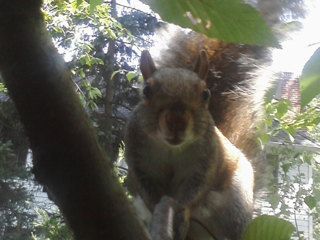 Squirrel Hunt Legal Fund Holley NY 2017 Indiegogo