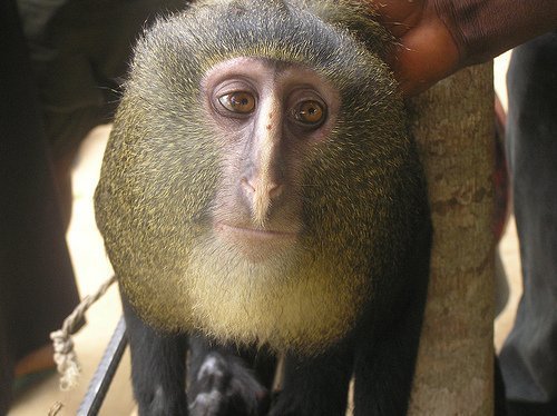 Lesula DR Congo Research Project Indiegogo
