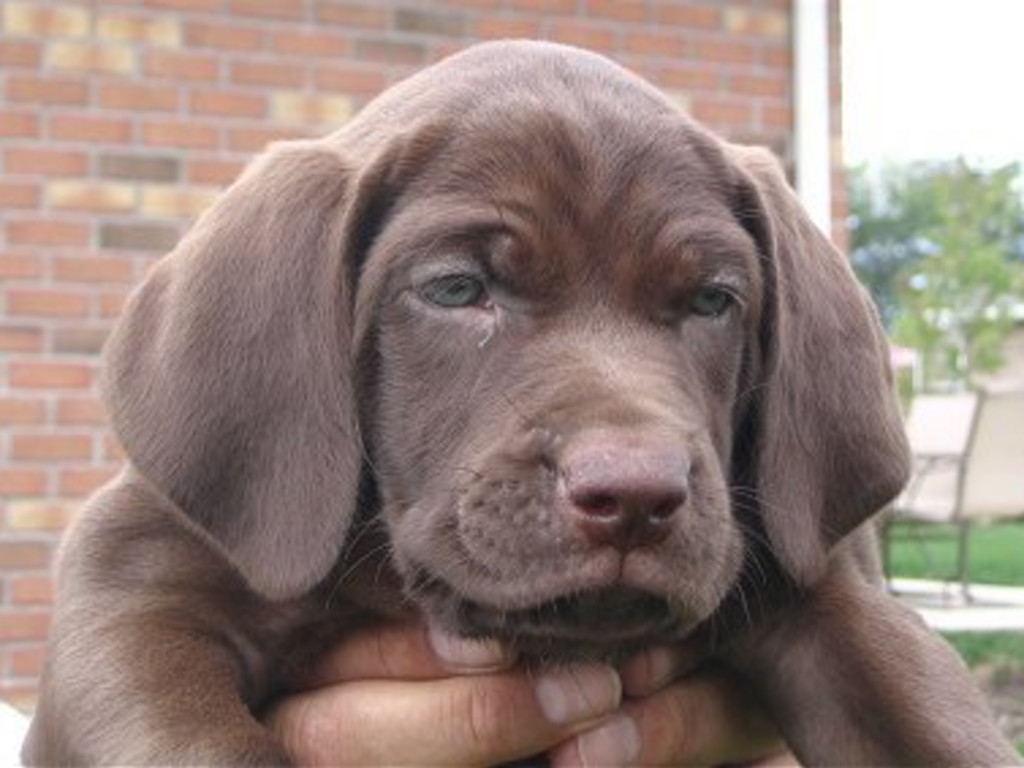 Chocolate Lab Dog Indiegogo