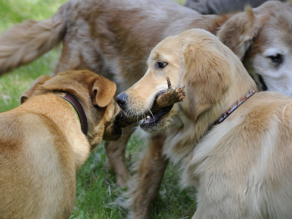 The Bark Lounge - Dog Daycare & Boarding | Indiegogo