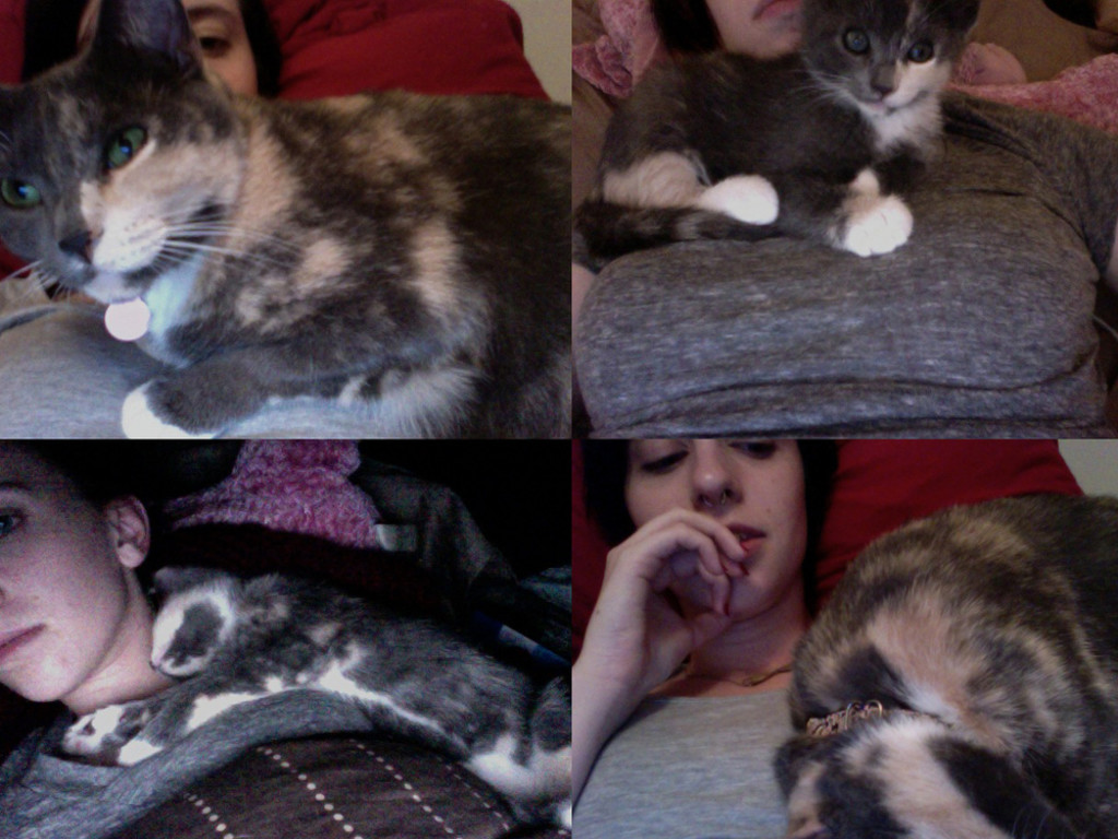 My Cat Needs Surgery Please Help Save Beebs! Indiegogo