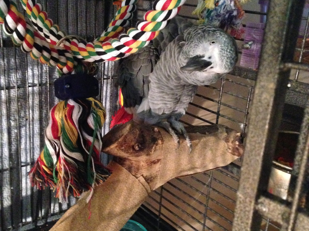 Please Bring Remy the African Gray Home Indiegogo