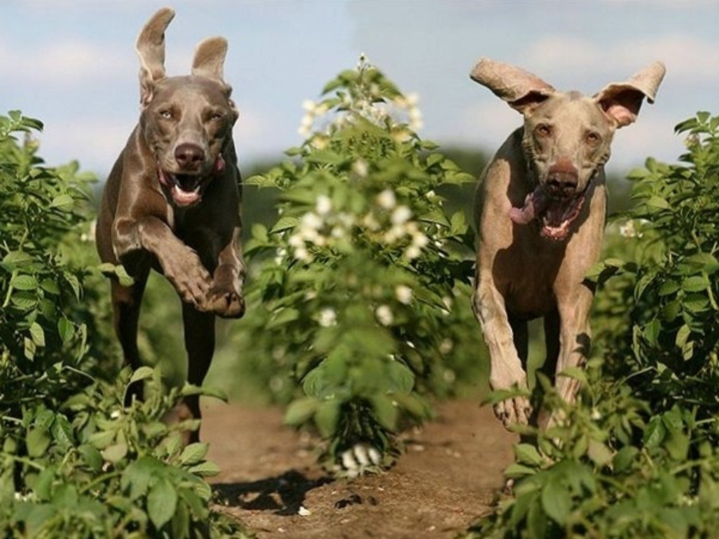 help-lubbock-texas-build-a-dog-park-indiegogo