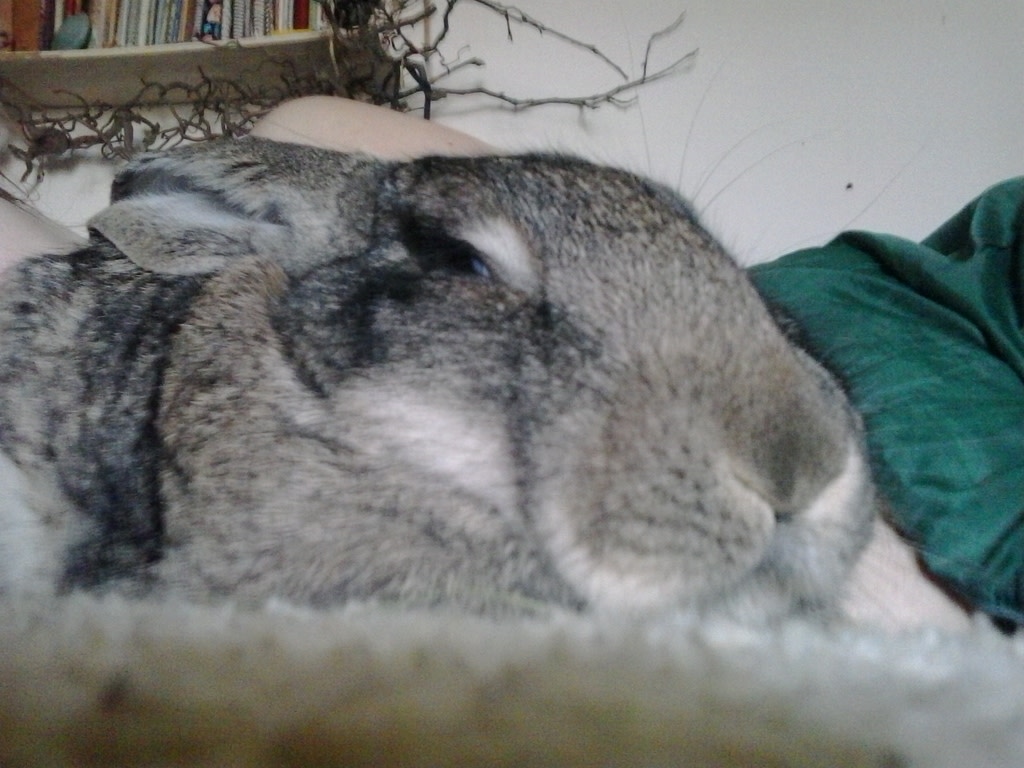 Help my bunny to stay with me! Indiegogo