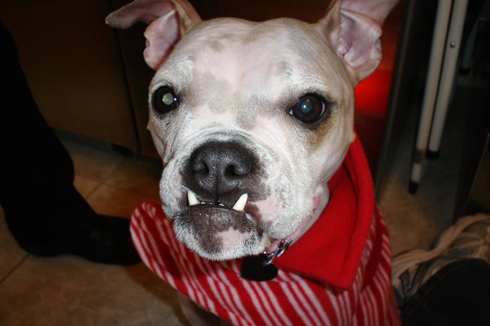 Saving Miss Daisy Desperate For A Diagnosis Cure Indiegogo