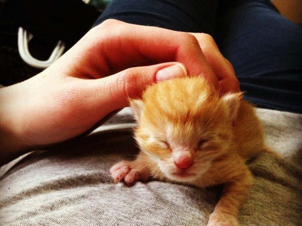 Halifax Cat Rescue Society Needs Your Help! Indiegogo