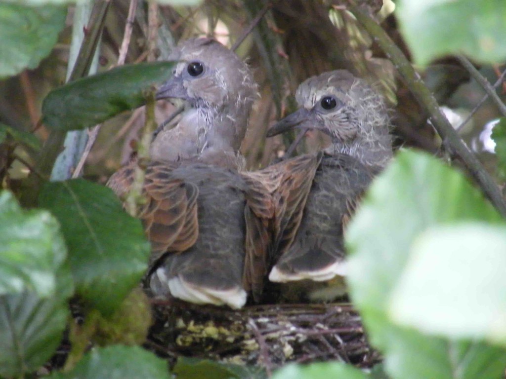 How should we feed Turtle Doves? Indiegogo