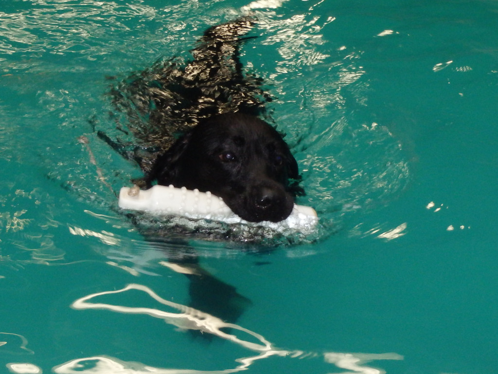 Penny's Paradise Splash Park for Dogs Indiegogo