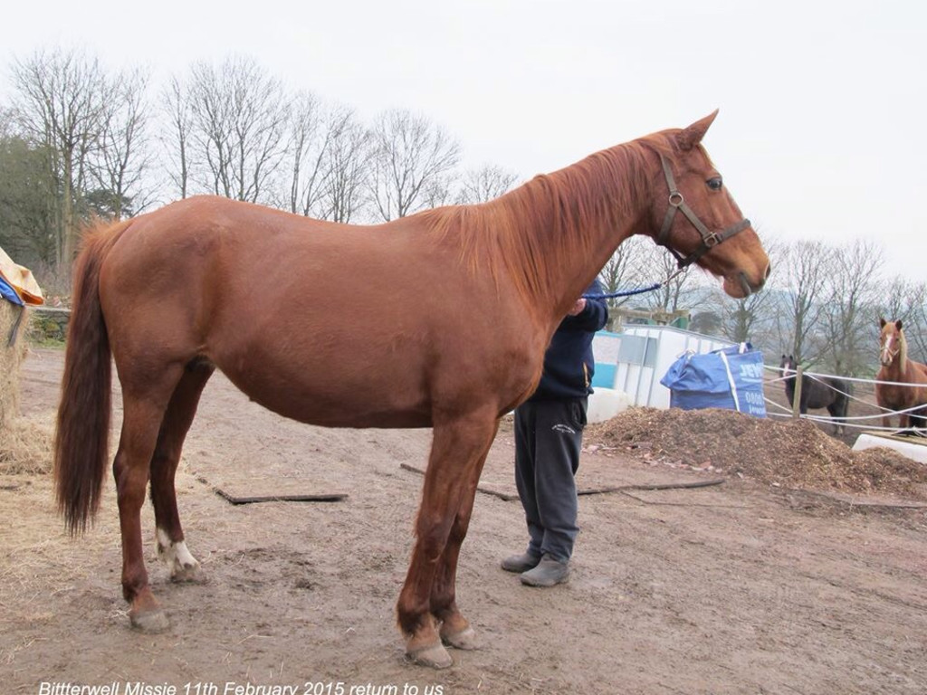 Horse vet bills Indiegogo