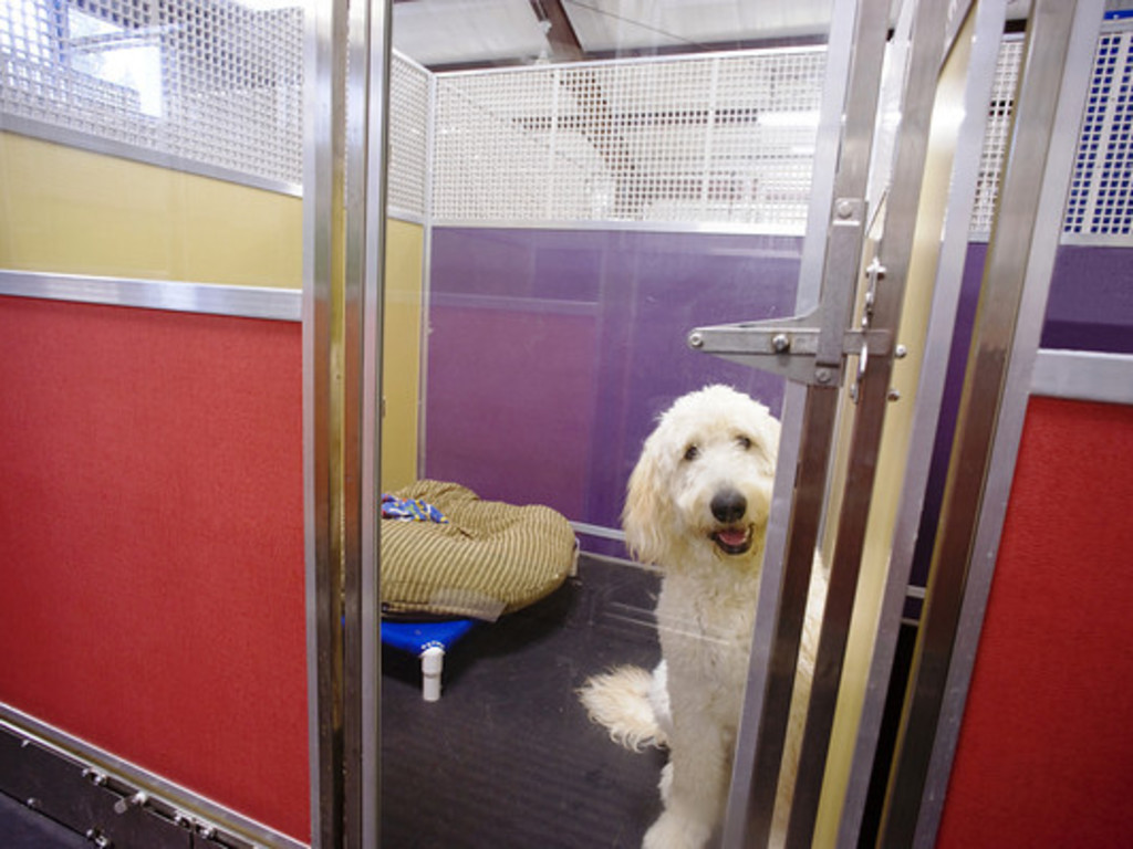 New Rockstar Kennels Indiegogo