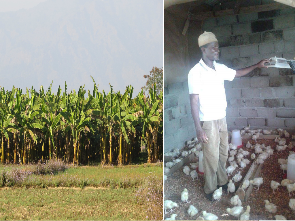 Save bananas and poultry farming in Cameroon Indiegogo