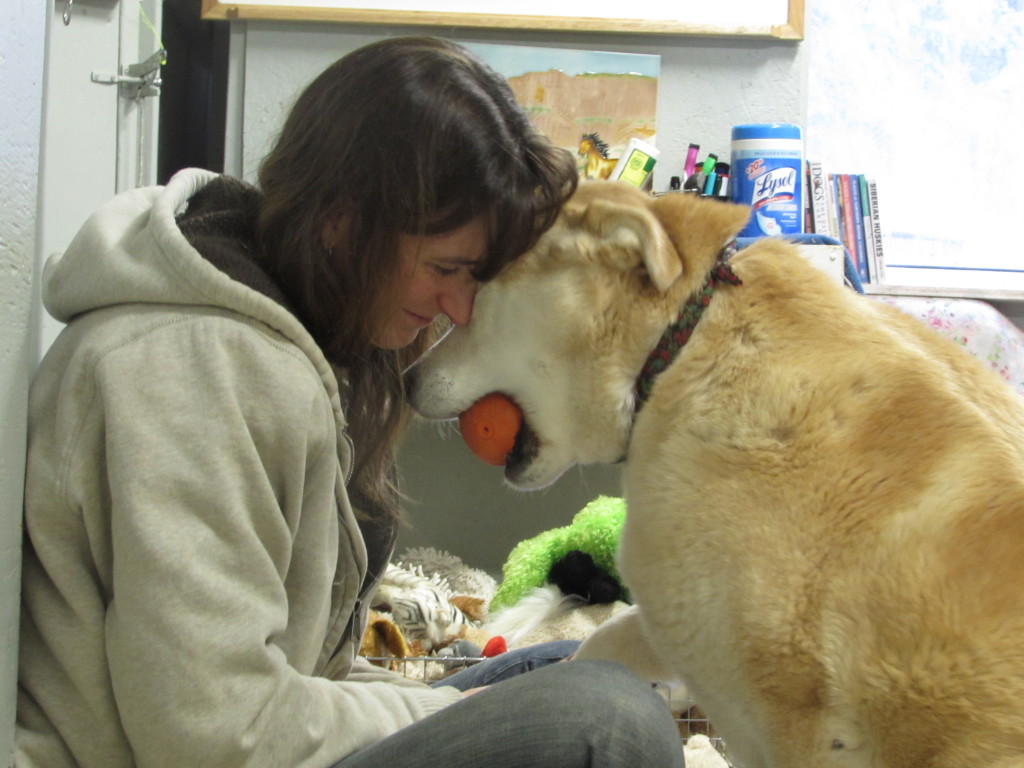 Bakers Acres Kennels Indiegogo