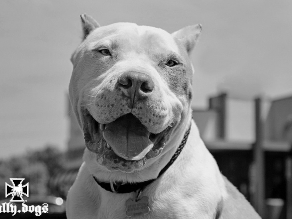 Free Training For Pit Bulls. Indiegogo