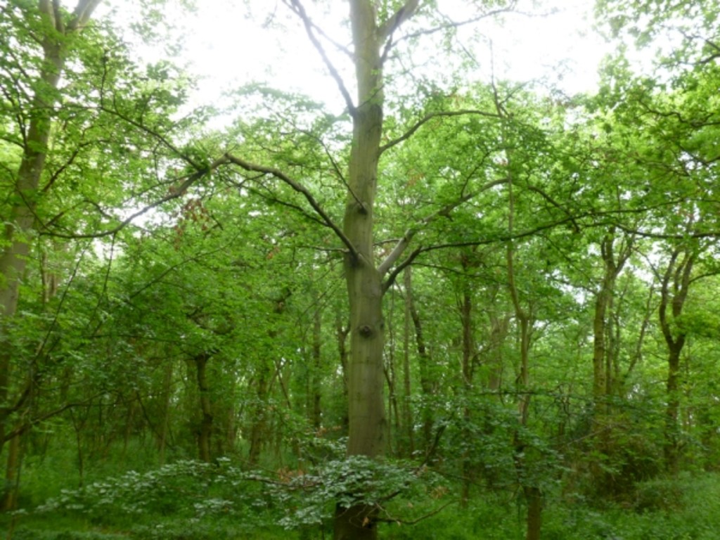 Save a patch of English woodland. | Indiegogo