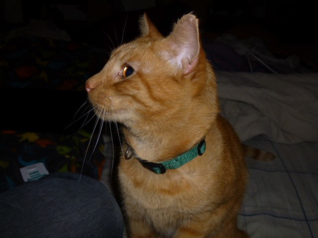 Rescued ginger cat deserves second chance Indiegogo