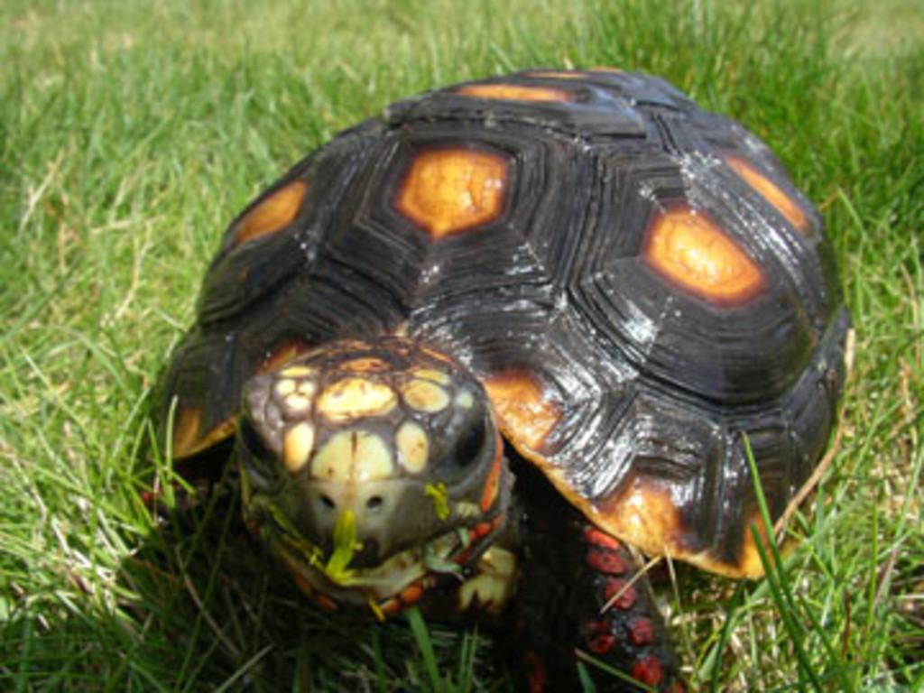 Help Northwest Tortoise continue its mission | Indiegogo