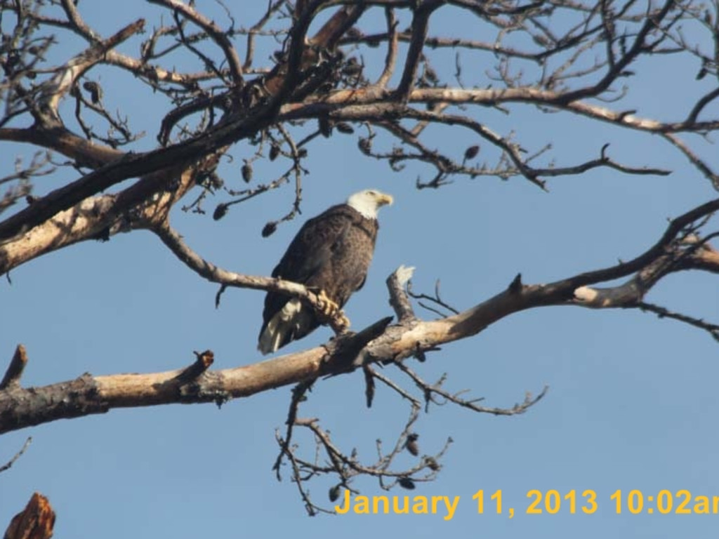 *ARFF American Bald Eagle Protection Project | Indiegogo