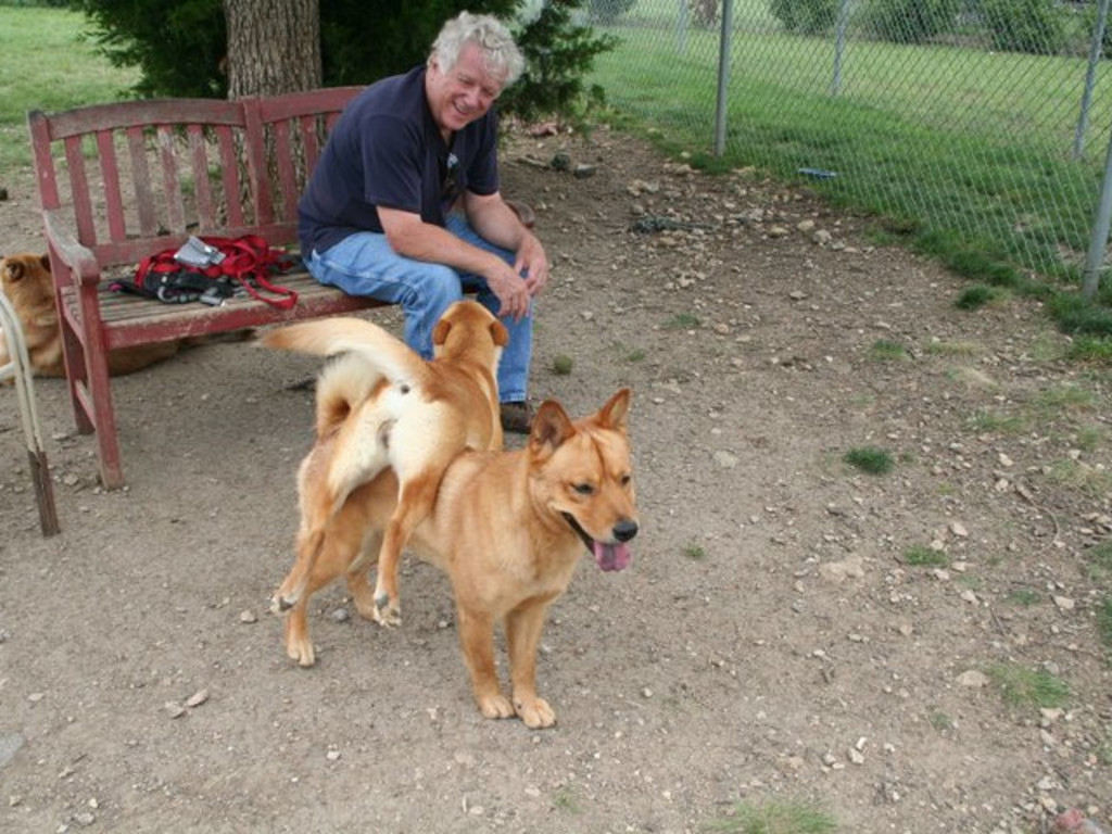 Help Dogs and Cats Needing Medical Care Indiegogo