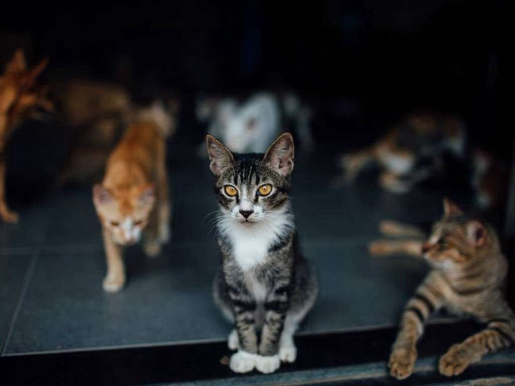 Vietnam Cat Welfare | Indiegogo