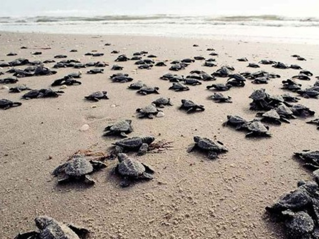 Turtle Conservation Service Break in Costa Rica | Indiegogo