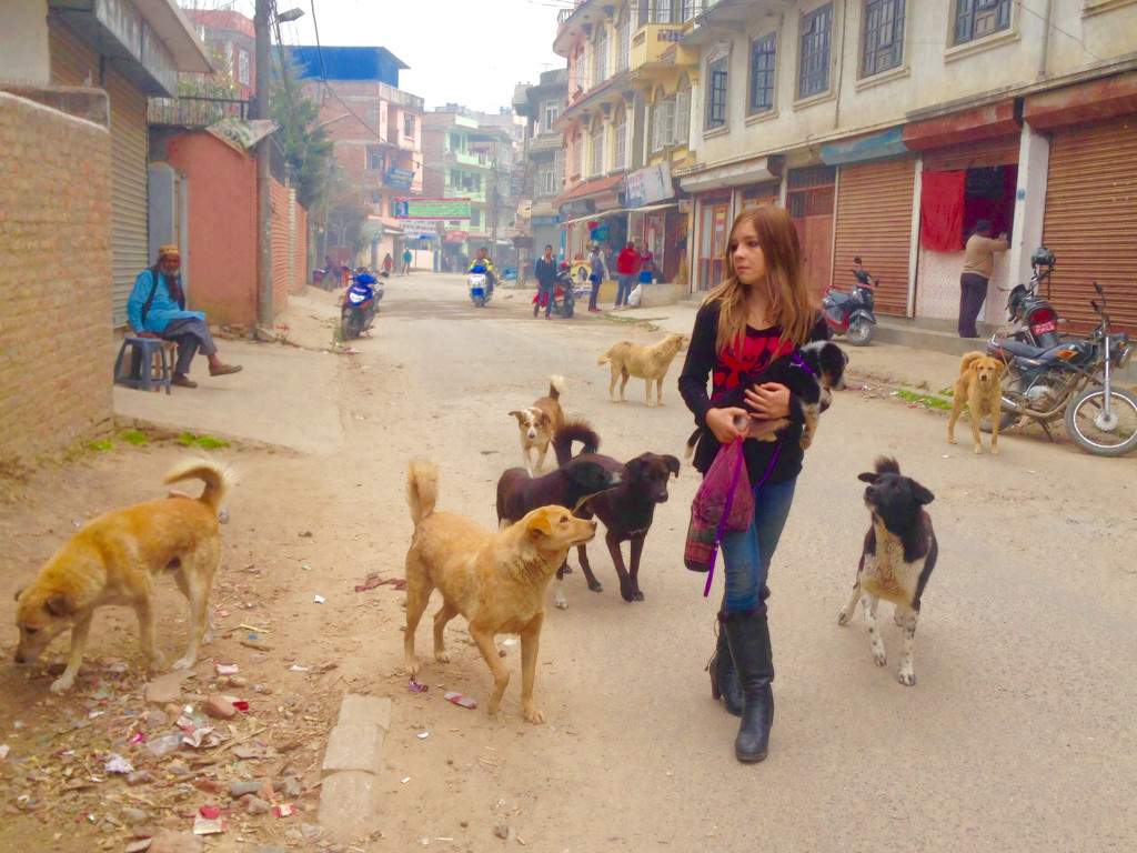 Helping street dogs & rescue cl in Nepal & India Indiegogo