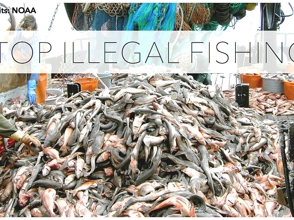 Report illegal fishing with Ocean Patrol! Indiegogo