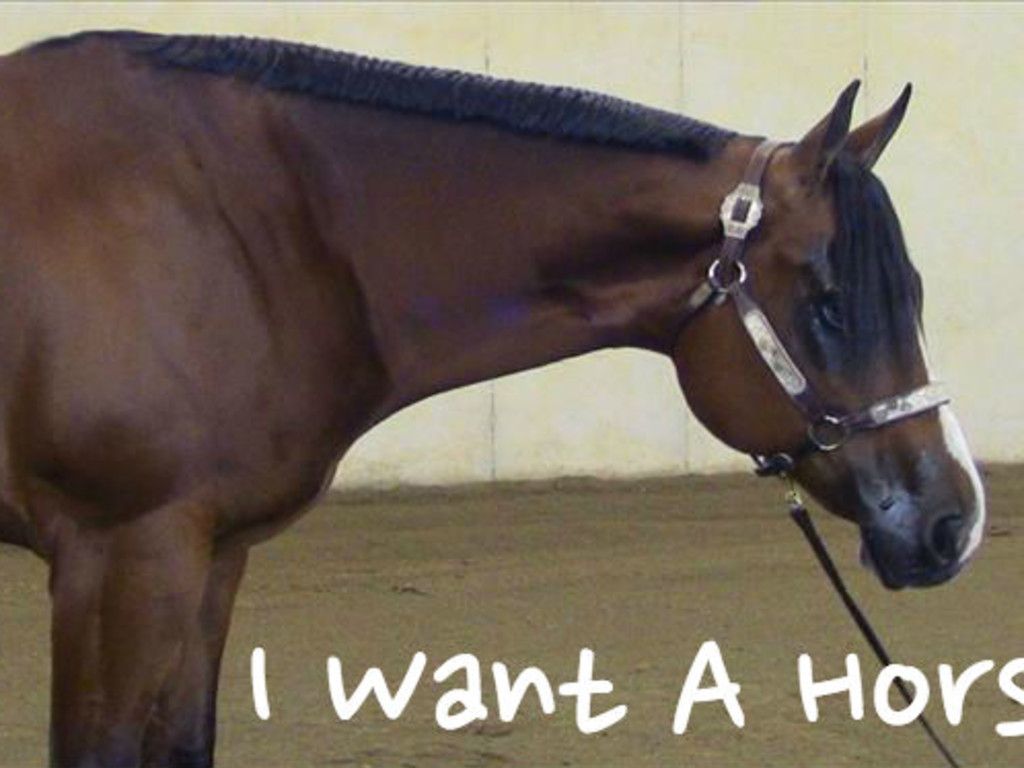 i-want-a-horse-indiegogo