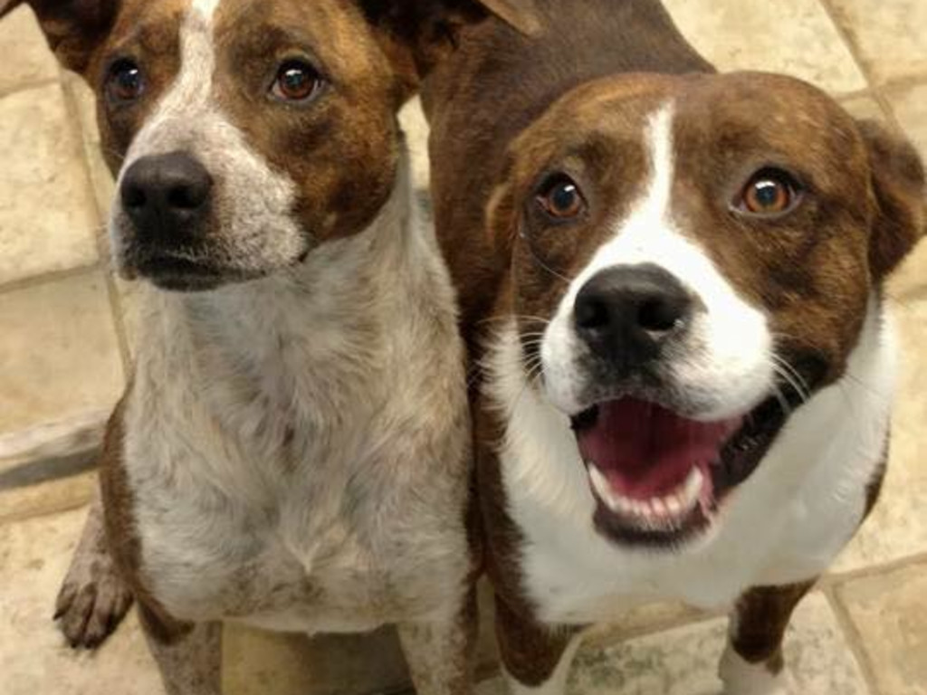 Brenda and Bruce's Crate Rest for heartworm Indiegogo