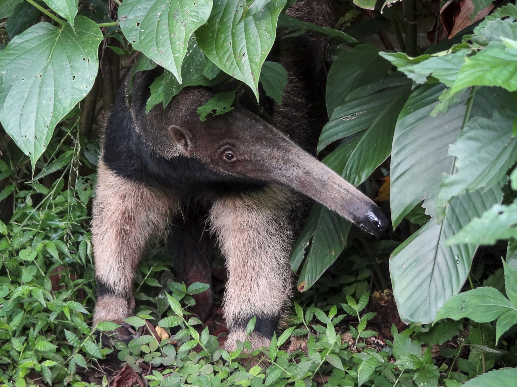 Return Giant Anteaters To The Wild Of Colombia | Indiegogo