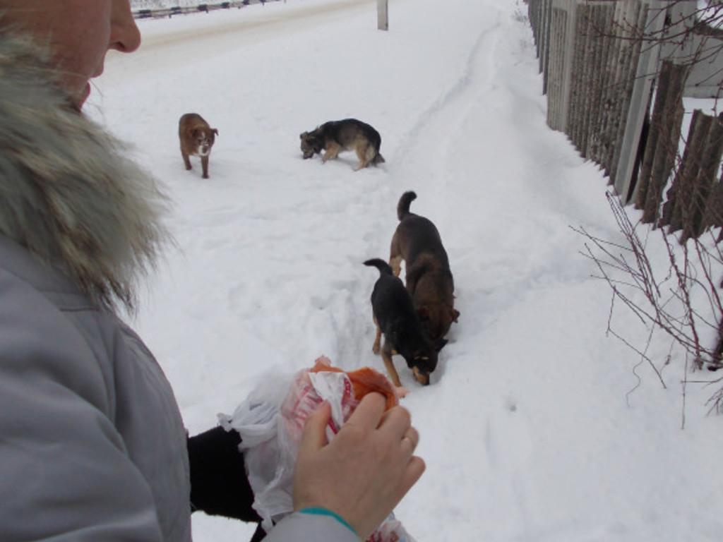 DONATE ON FOOD FOR HOMELESS DOGS Indiegogo