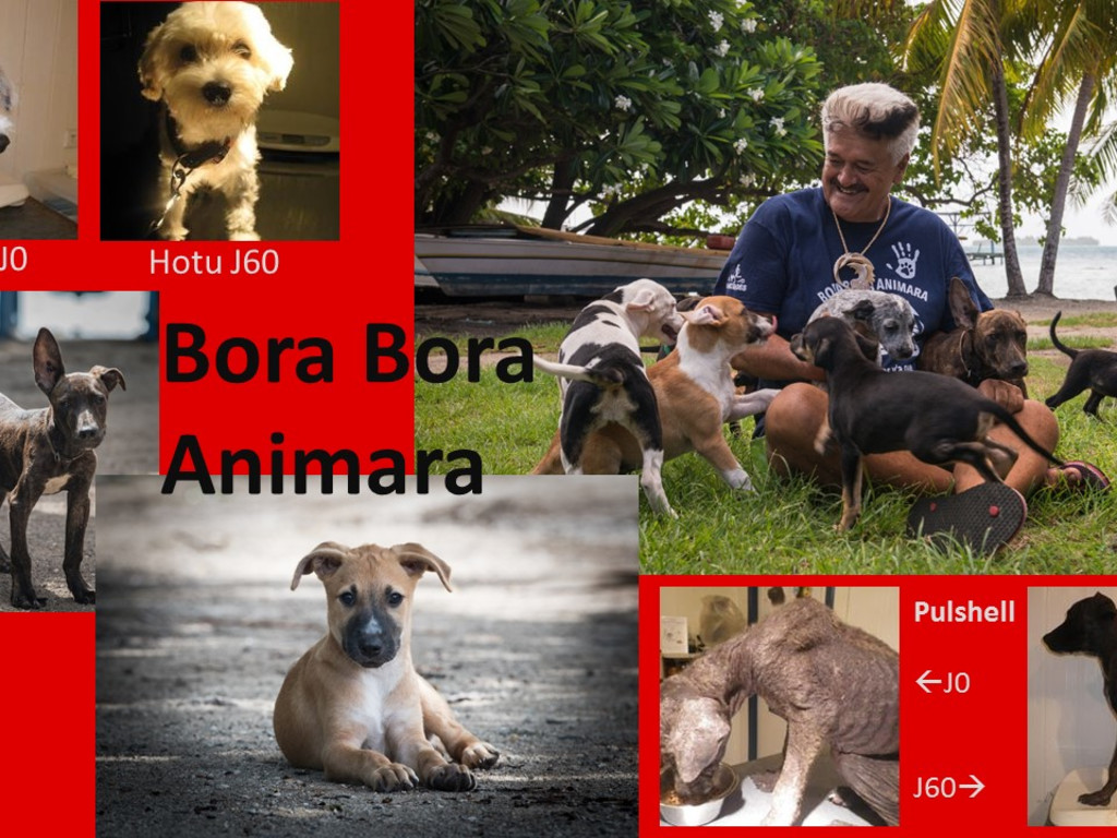 pictures of bora bora dogs