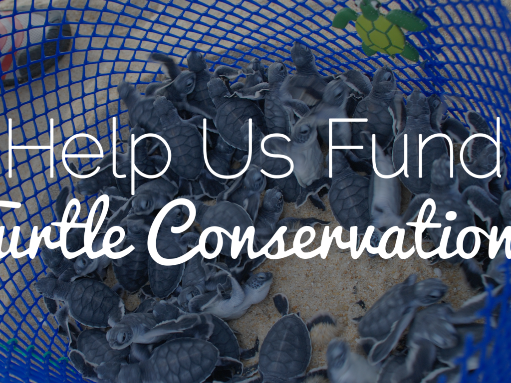 Help us fund Turtle Conservation! Indiegogo