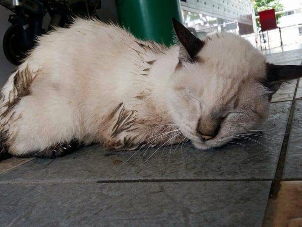 caregiving-of-stray-cats-in-singapore-indiegogo