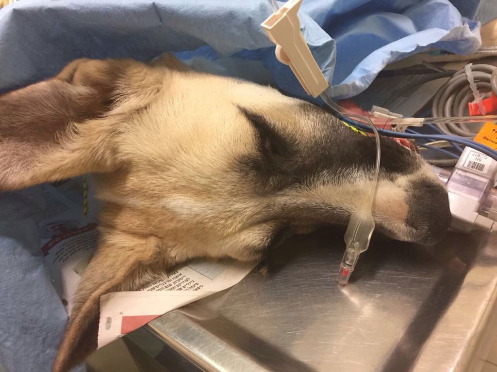 Help us save dogs in Israel Indiegogo