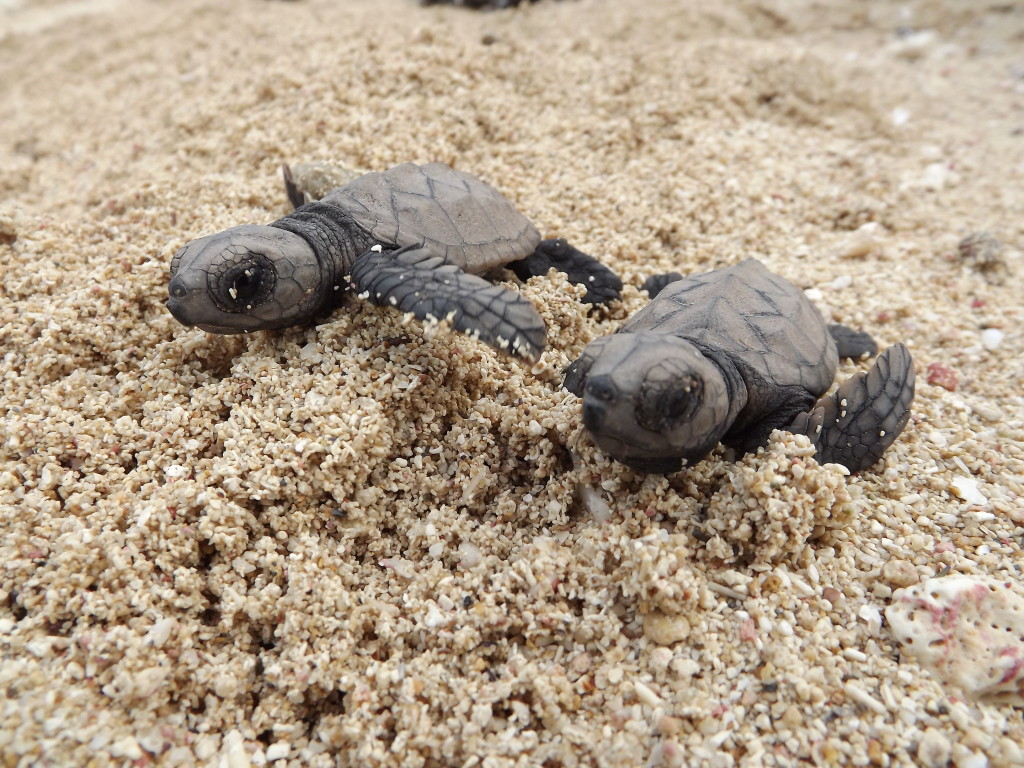 Marine Turtle Conservation in Utila, Honduras 2017 | Indiegogo