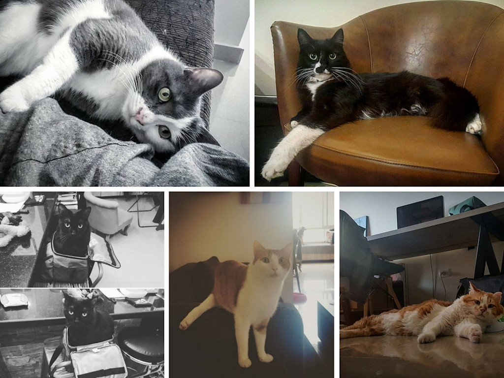 urgent-vet-bills-for-my-cats-indiegogo