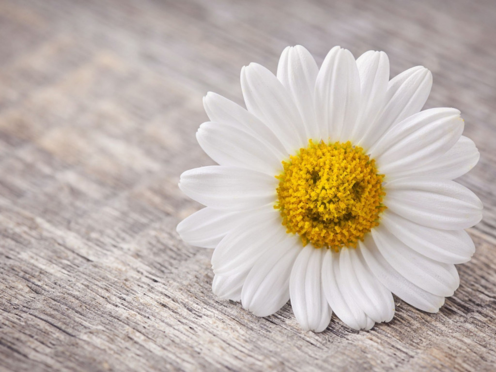 Flowers for Cancer Patients Indiegogo