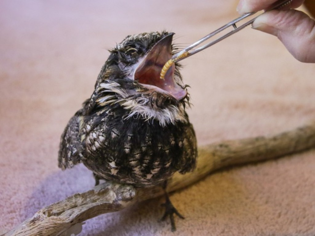 wildlife-rehabilitation-release-giving-tuesday-17-indiegogo