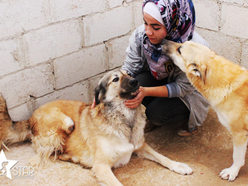 Help STAR look after injured animals in Syria | Indiegogo