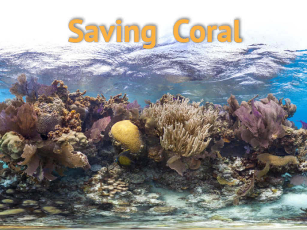 Saving Coral | Indiegogo
