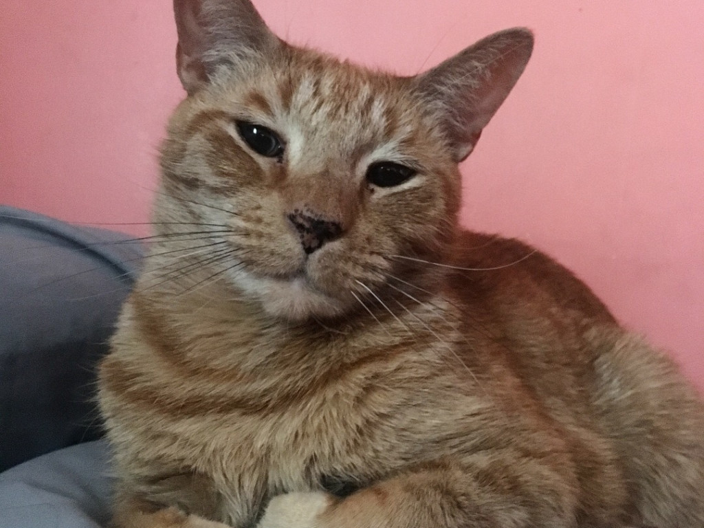 Aslan The Cat Needs Surgery Indiegogo