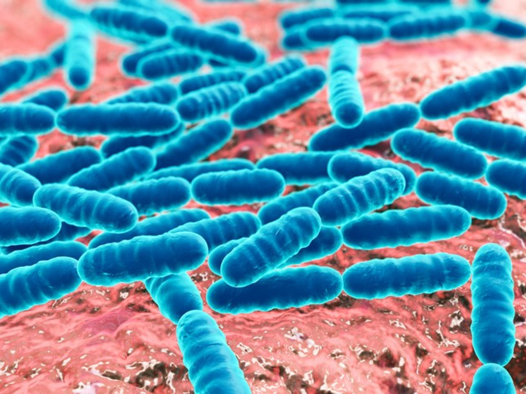 classification-of-microorganisms-pharmacy-scope