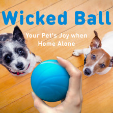 wicked dog ball