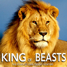 King Of Beasts The Story Of Lion Trophy Hunting Indiegogo