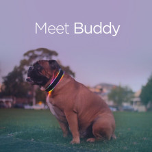 buddy smart collar