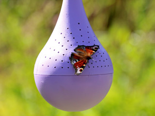 Belightful Butterfly Feeder Indiegogo