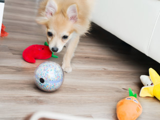 smart pet ball